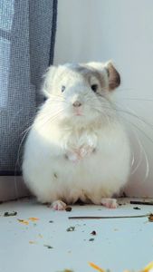 Біла Королівська Ангора🤍