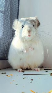 Королівська Перська Ангора 🤍