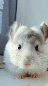 Королівська Перська Ангора 🤍