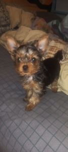 Продам Щенка йорка