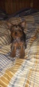 Продам Щенка йорка