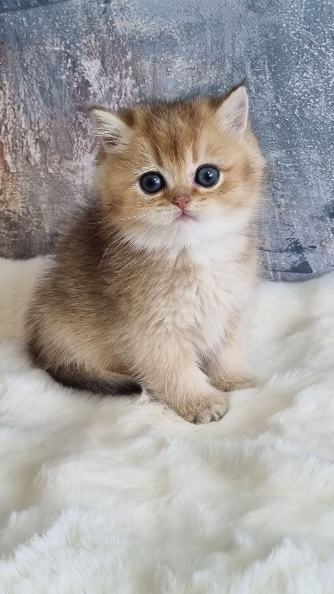 Британські кошенята хлопчик