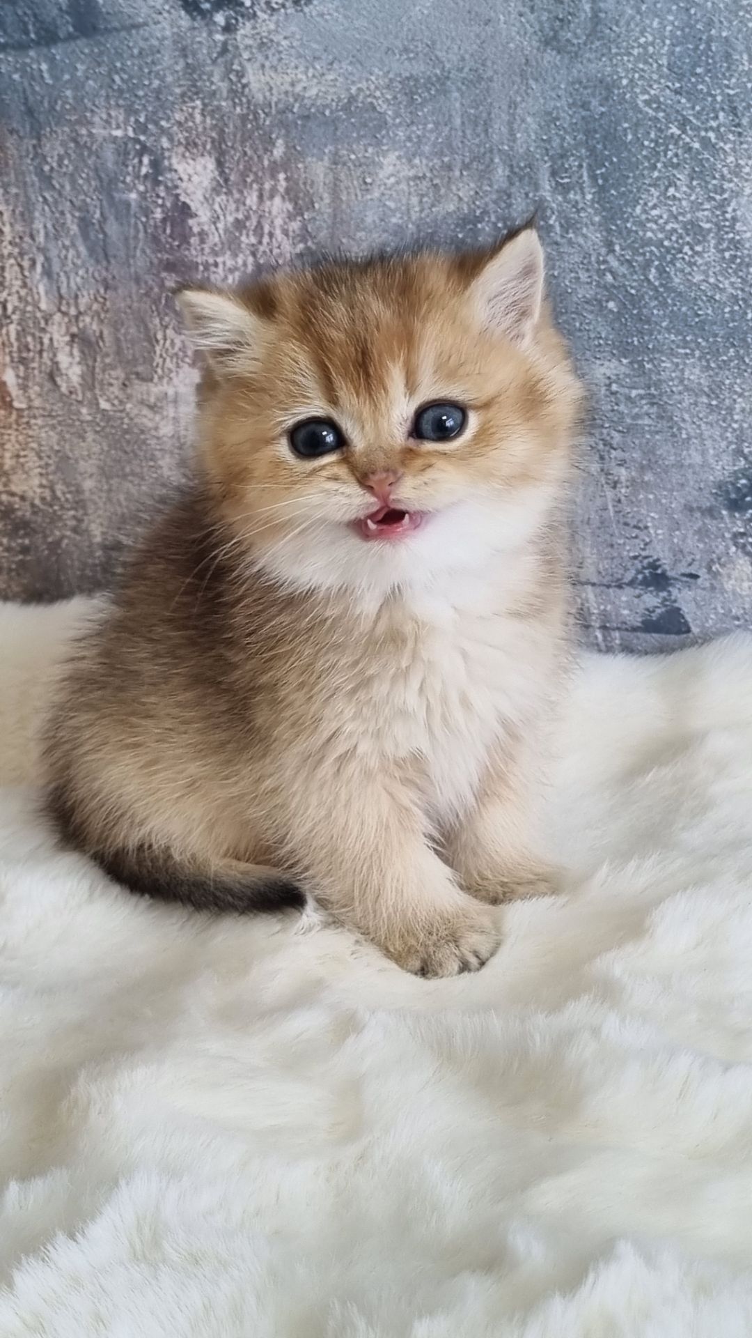 Британські кошенята хлопчик