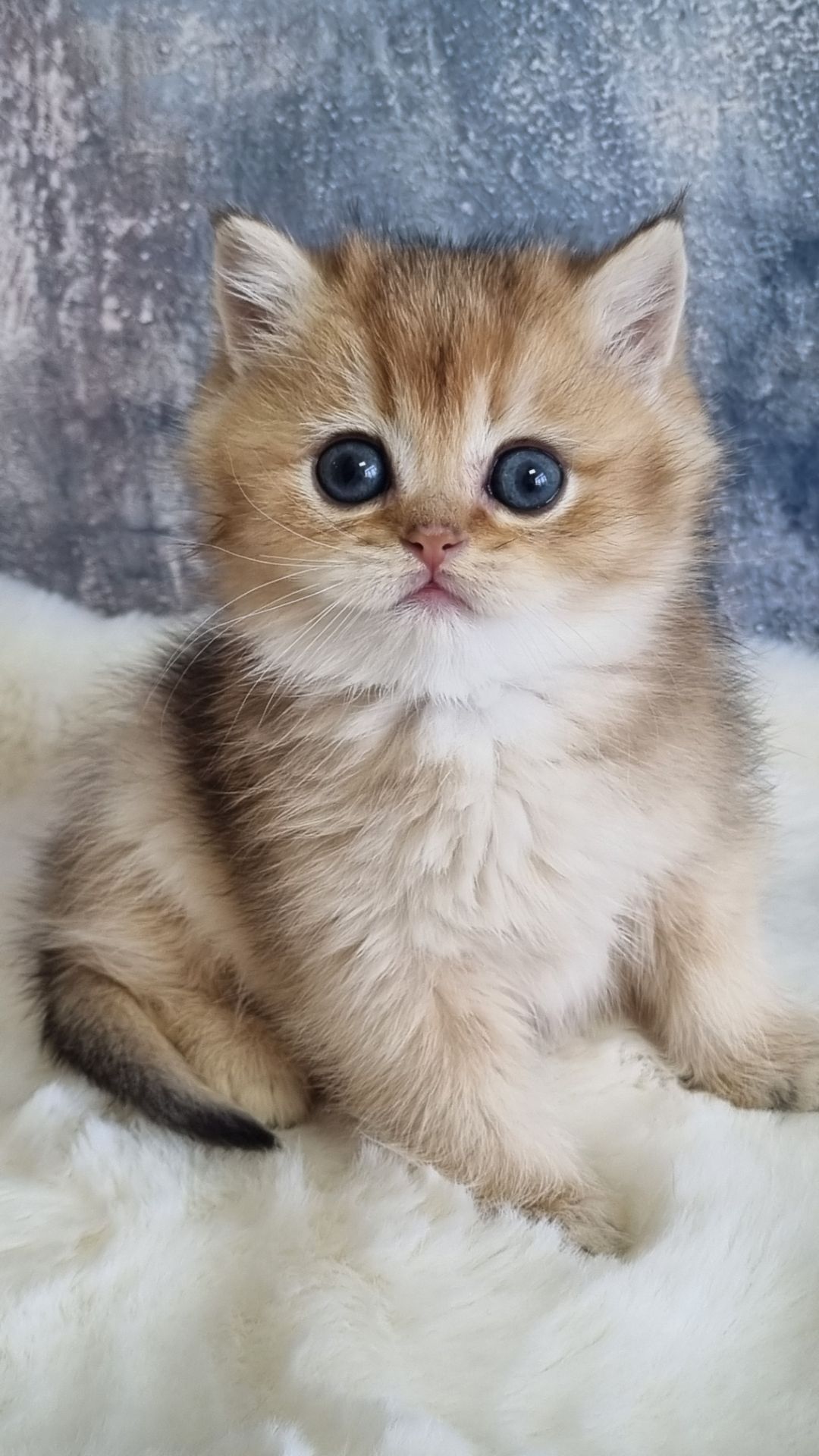 Британські кошенята хлопчик