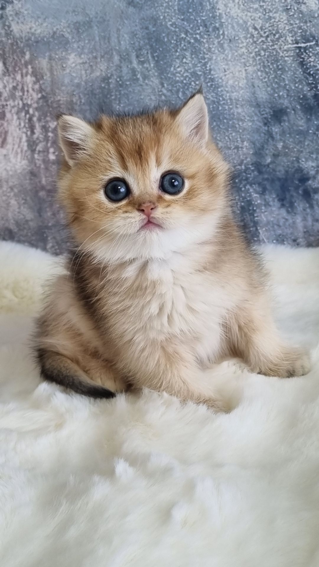 Британські кошенята хлопчик