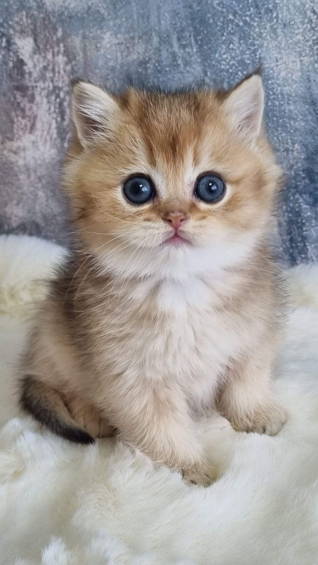 Британські кошенята хлопчик