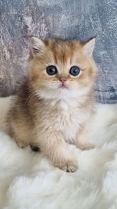 Британські кошенята хлопчик