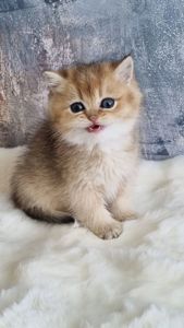 Британські кошенята хлопчик