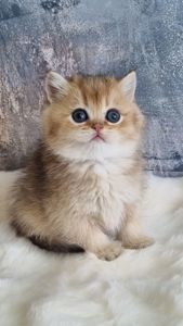 Британські кошенята хлопчик