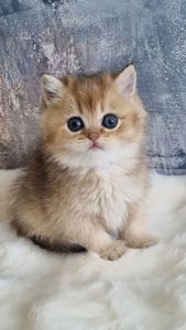 Британські кошенята хлопчик