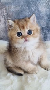 Британські кошенята хлопчик