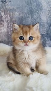 Британські кошенята хлопчик