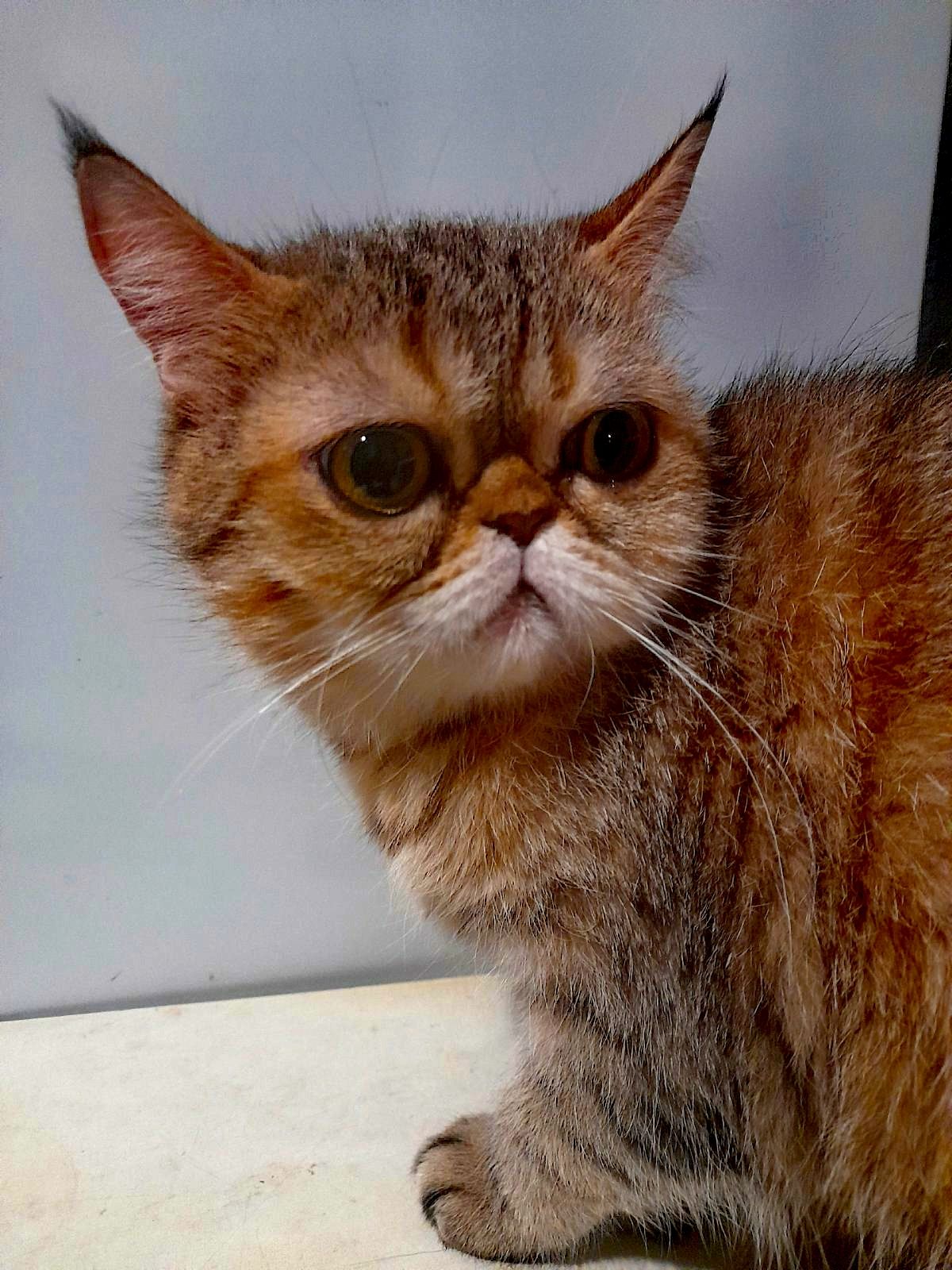 Плюшева дівчинка єкзот