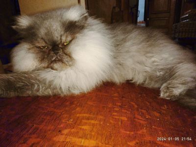 Плюшева дівчинка єкзот