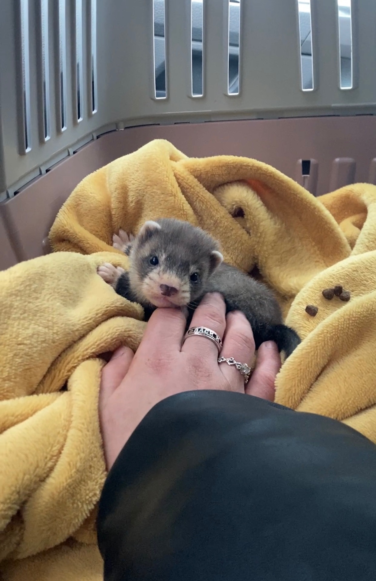 Фретка ( домашній тхір )