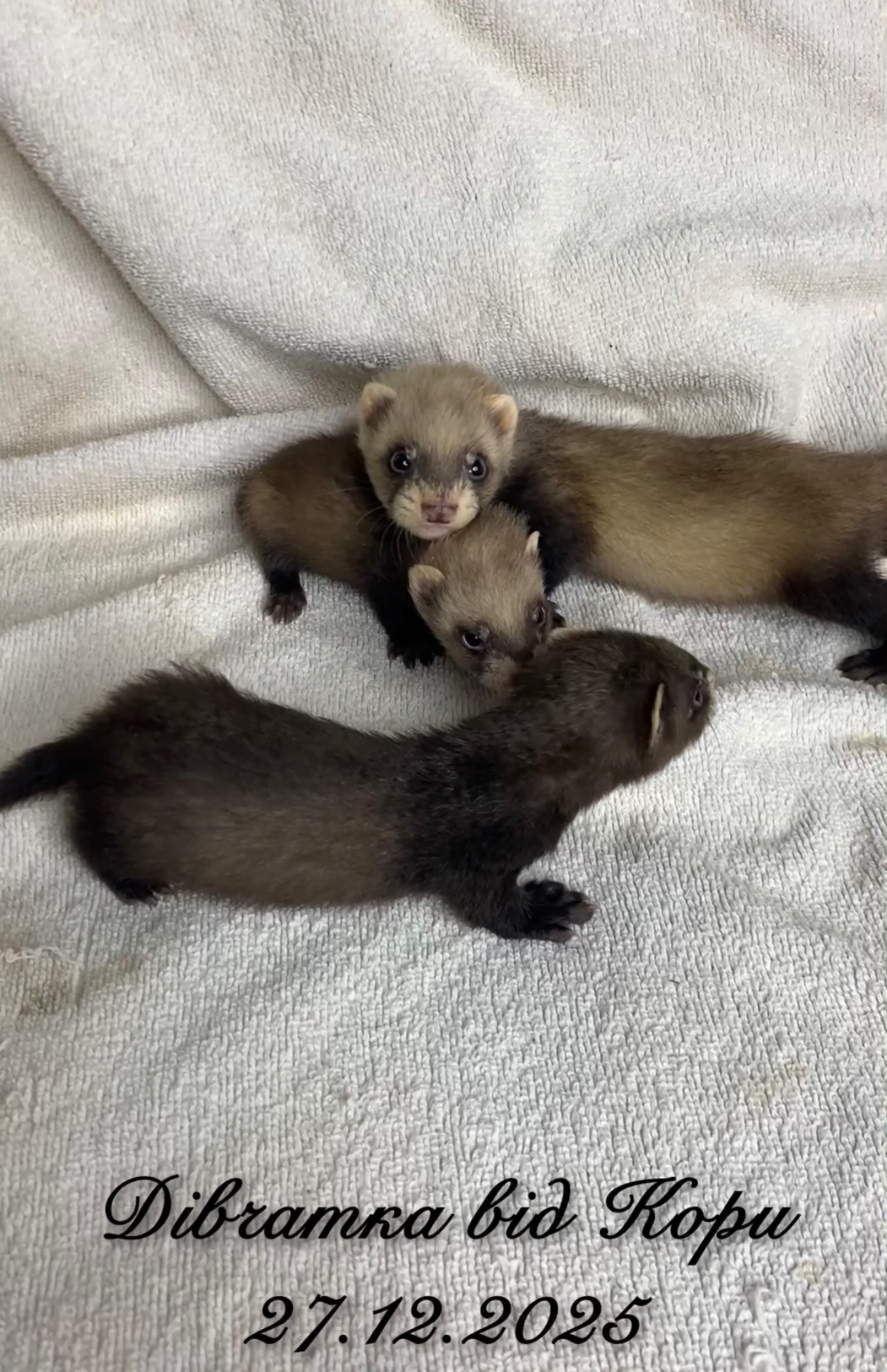 Фретка ( домашній тхір )