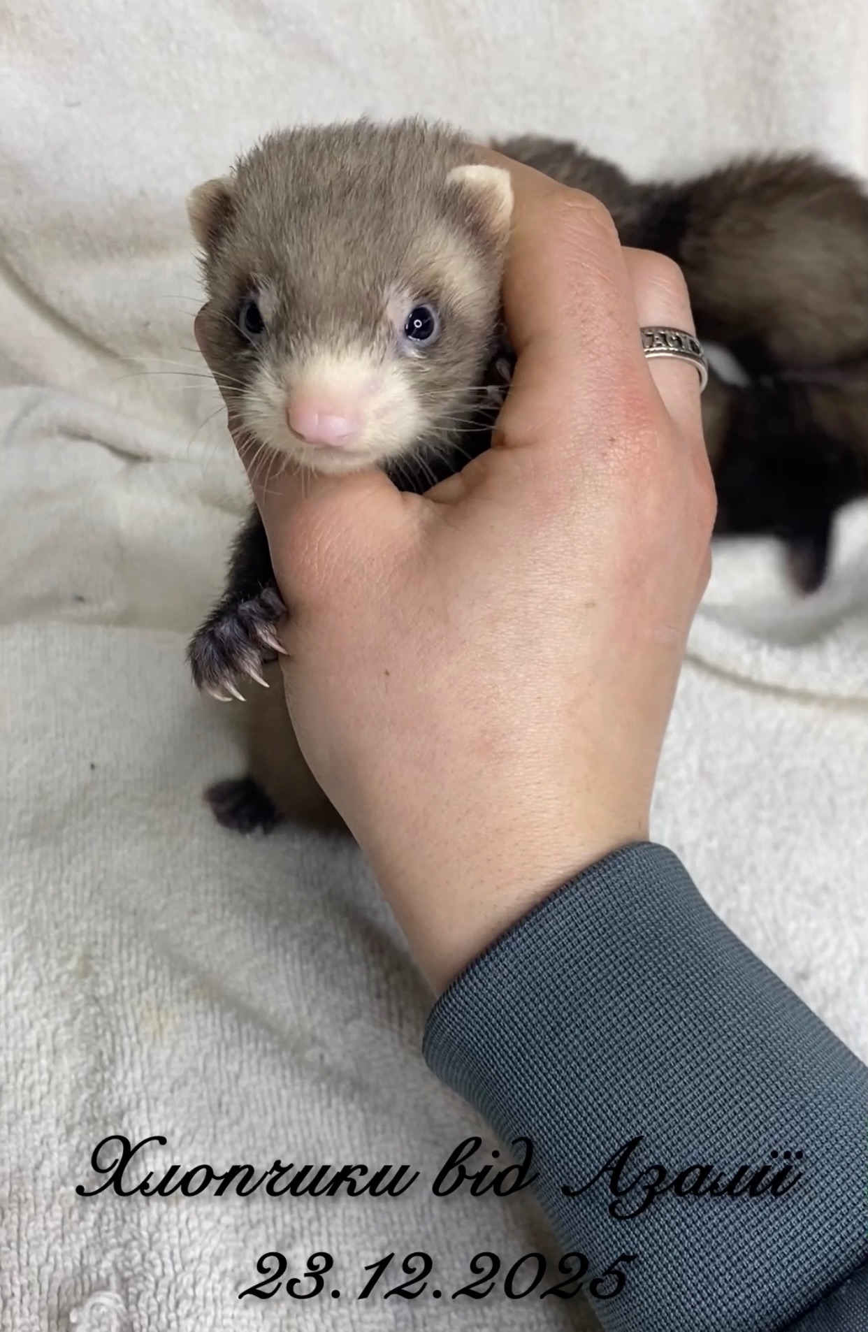 Фретка ( домашній тхір )