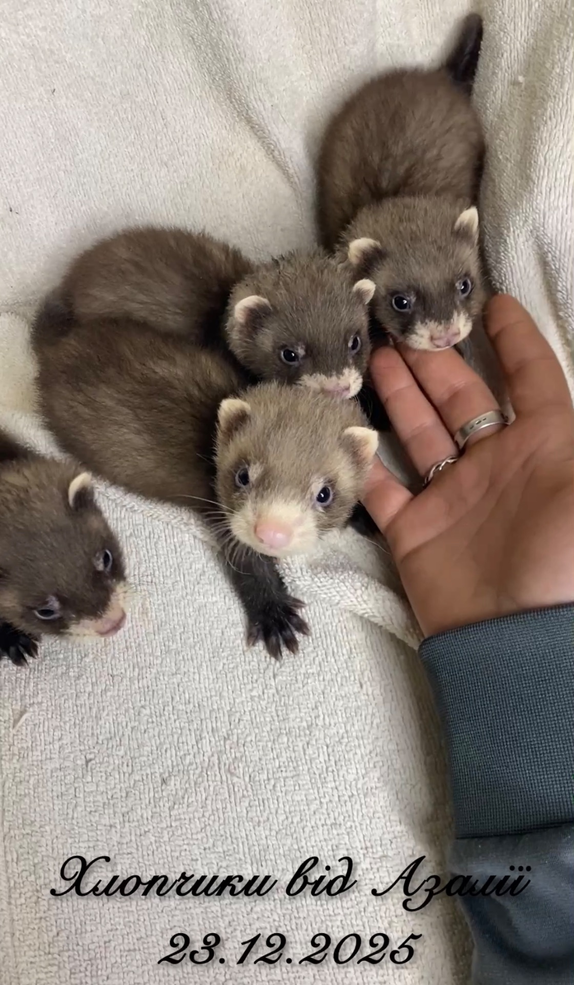 Фретка ( домашній тхір )