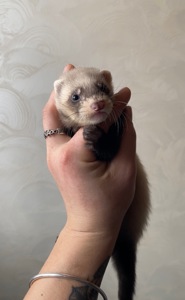 Фретка ( домашній тхір )