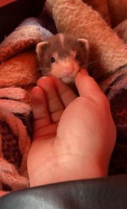 Фретка ( домашній тхір )