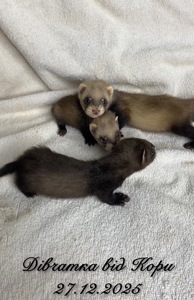 Фретка ( домашній тхір )