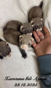 Фретка ( домашній тхір )