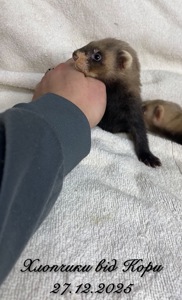 Фретка ( домашній тхір )