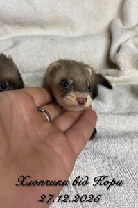 Фретка ( домашній тхір )