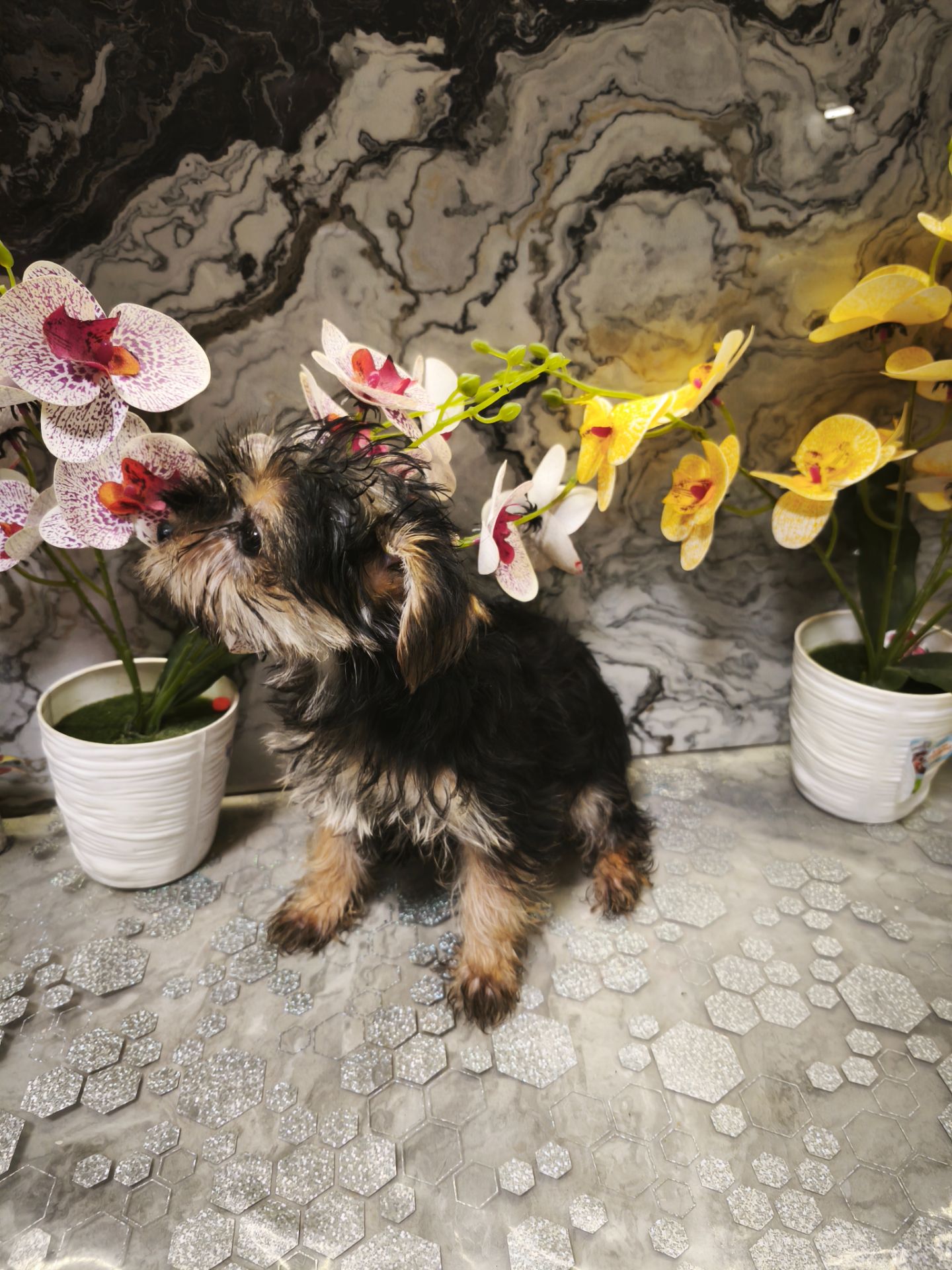 Очаровательные девчушки йоркширского терьера ищут дом! 🎀