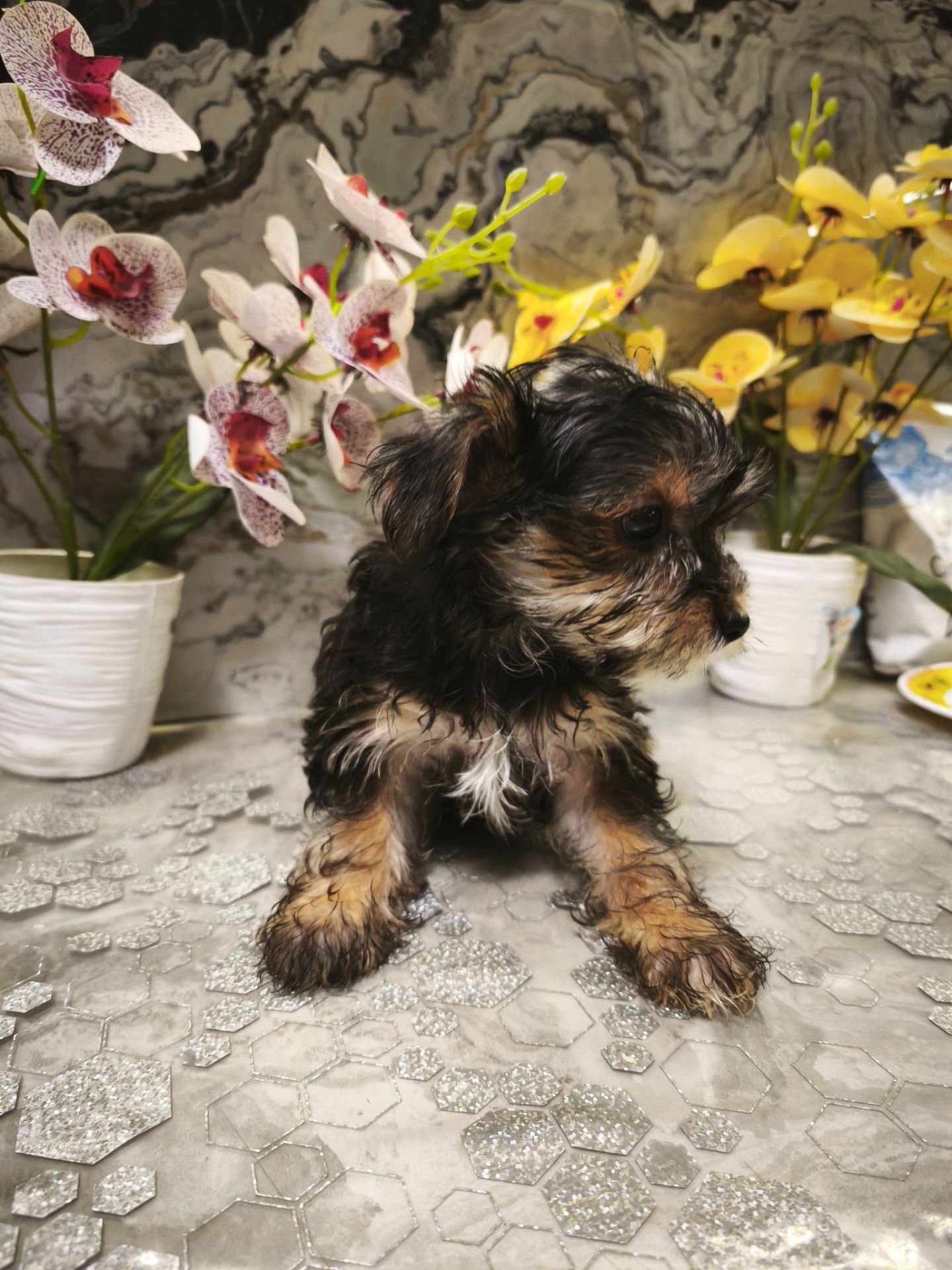 Очаровательные девчушки йоркширского терьера ищут дом! 🎀