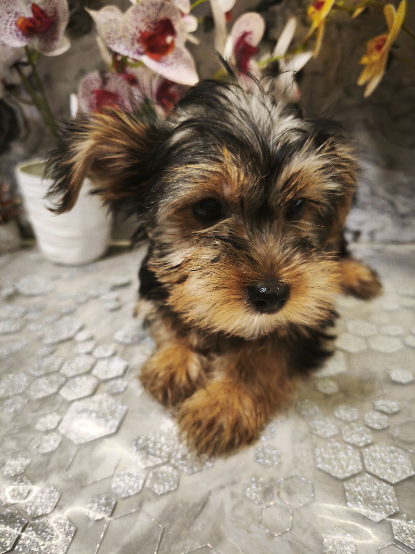 Очаровательные девчушки йоркширского терьера ищут дом! 🎀
