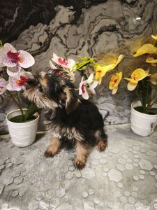 Очаровательные девчушки йоркширского терьера ищут дом! 🎀