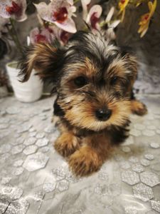 Очаровательные девчушки йоркширского терьера ищут дом! 🎀