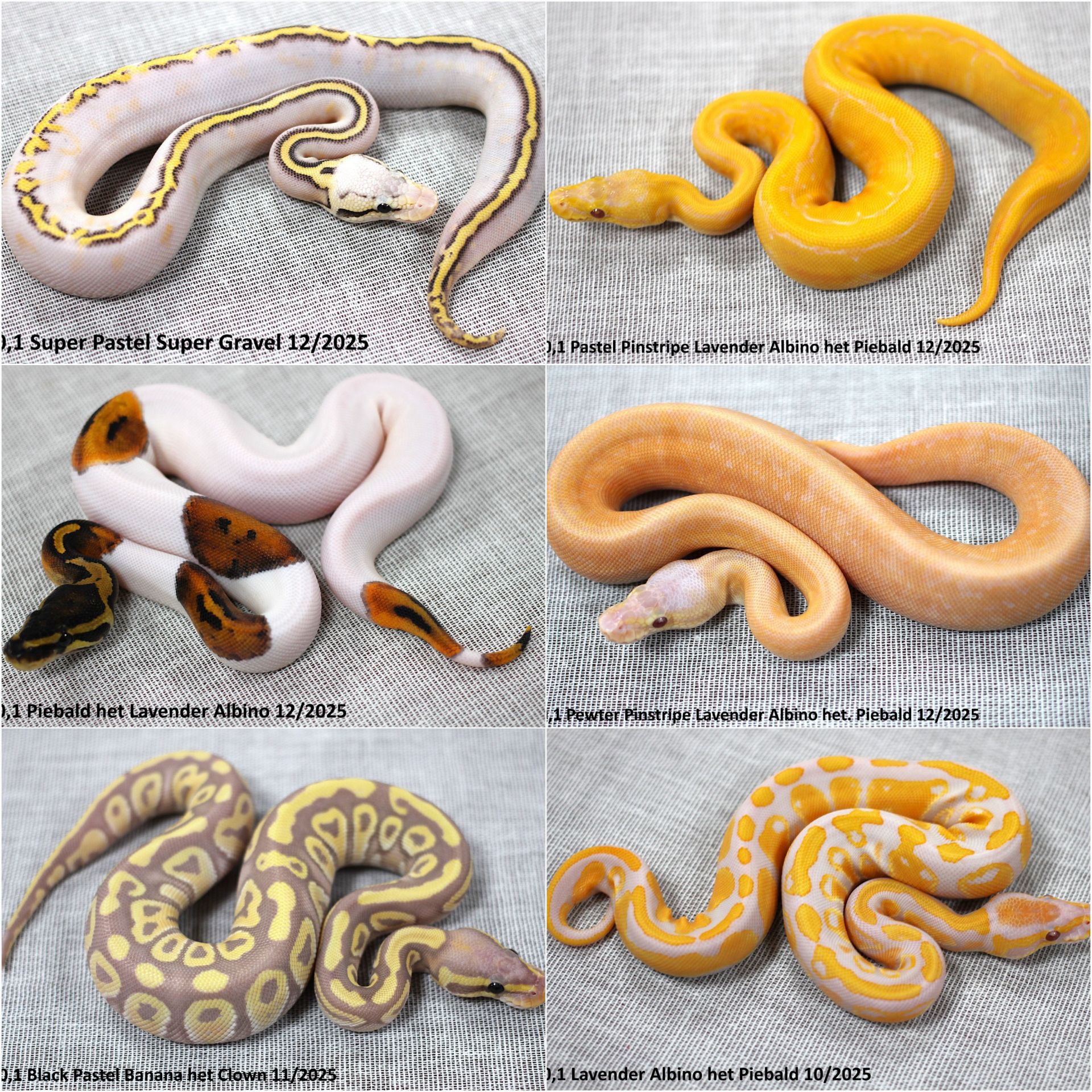 Королівські пітони (Python regius)