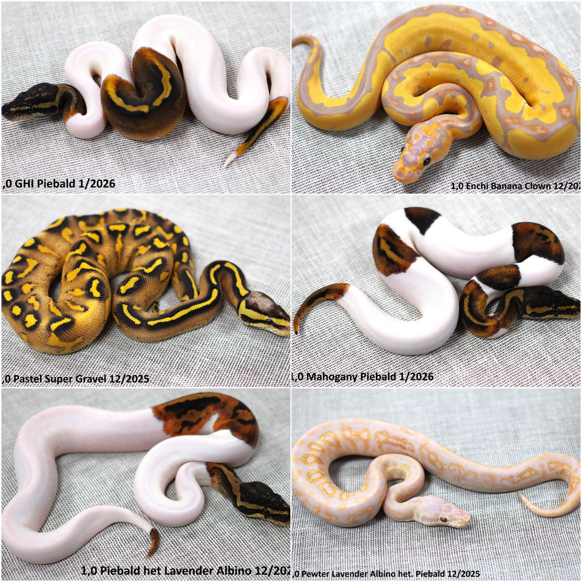 Королівські пітони (Python regius)