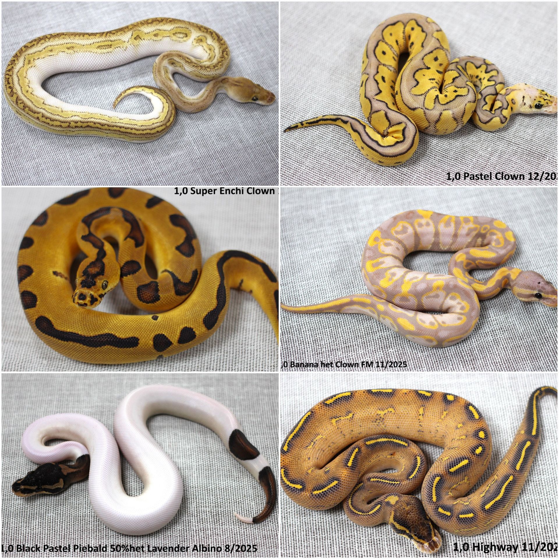 Королівські пітони (Python regius)