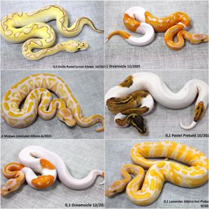 Королівські пітони (Python regius)