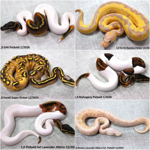 Королівські пітони (Python regius)