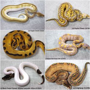 Королівські пітони (Python regius)