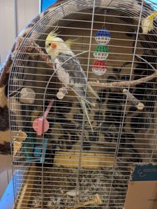 Карелла дівчинка