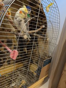 Карелла дівчинка