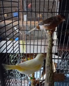 Співочі, яскраві та здорові пташки