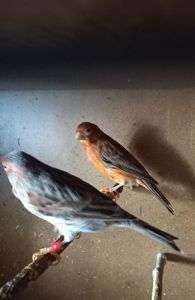 Співочі, яскраві та здорові пташки