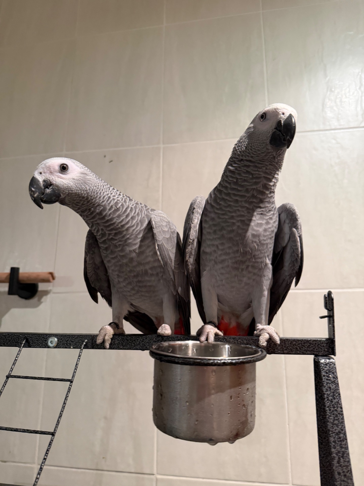 Жако. Пташенята жако