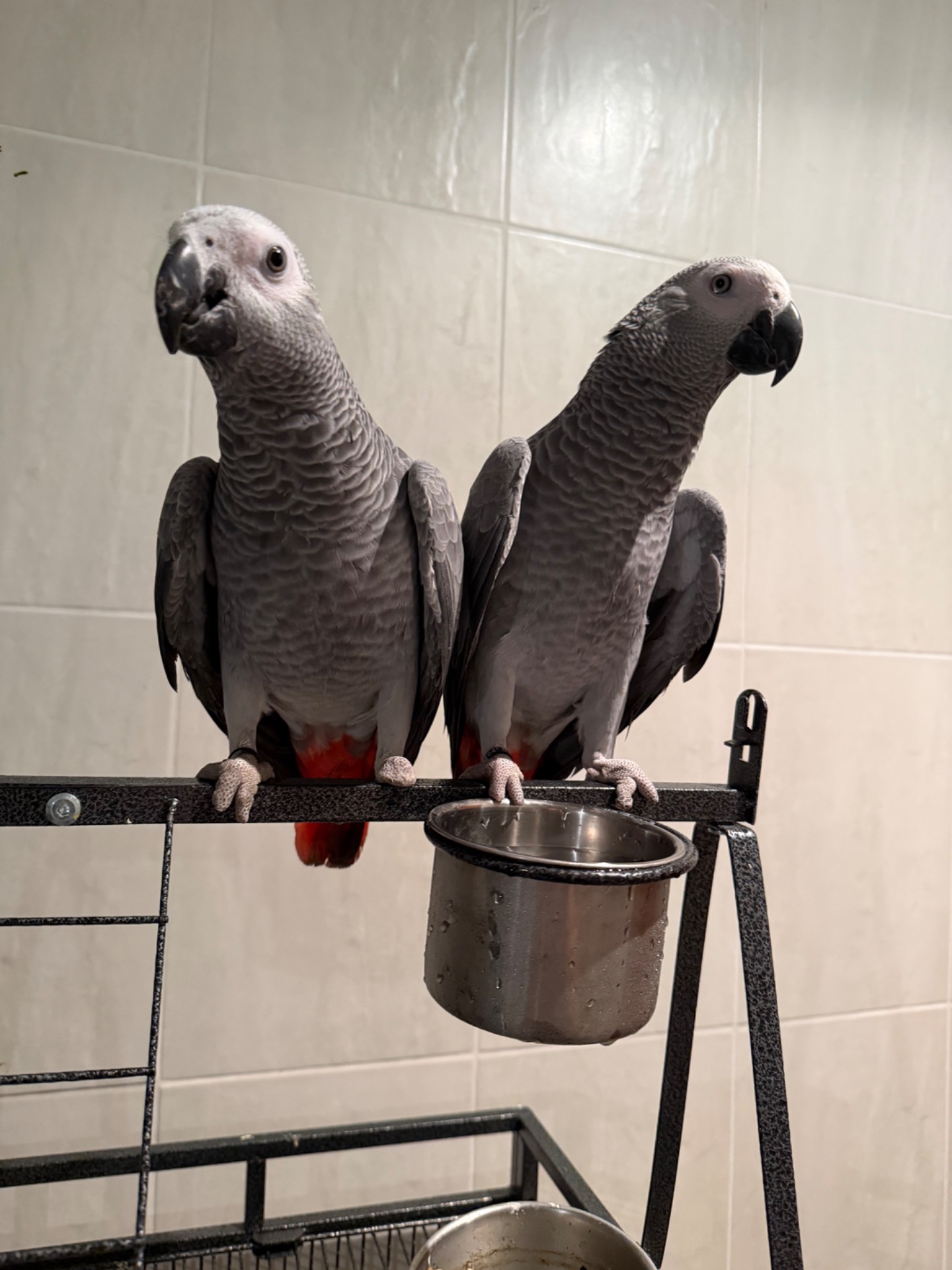 Жако. Пташенята жако