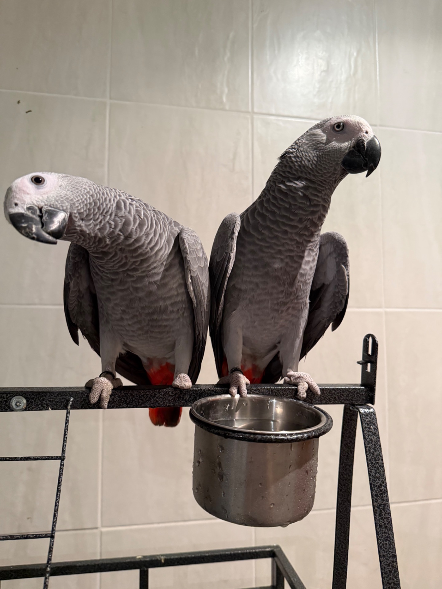 Жако. Пташенята жако