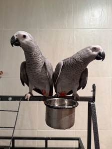 Жако. Пташенята жако