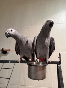 Жако. Пташенята жако