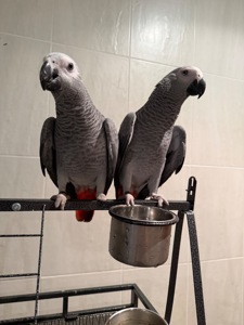 Жако. Пташенята жако