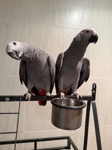 Жако. Пташенята жако